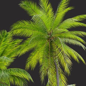 3D model Coconut palm