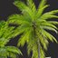 3D model Coconut palm