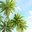3D model Coconut palm