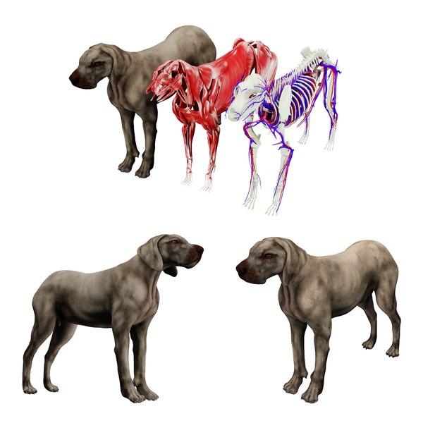 Dog Anatomy with internal organs 4k textures