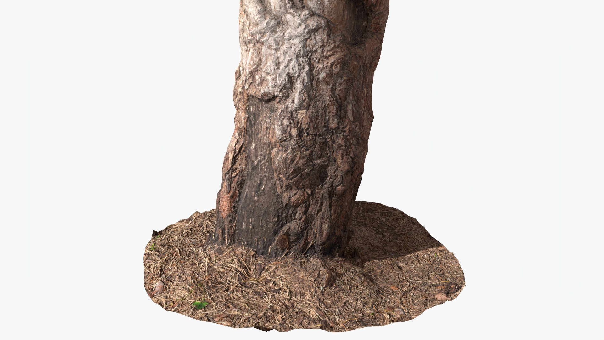 Scanned Forest Tree Trunk 06 StemCell 3D Model - TurboSquid 2290543