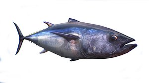 3D tuna model