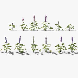 3D Flower Lupine