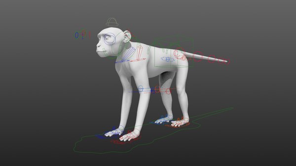 modelo 3d Vervet Monkey Animation - TurboSquid 2075694