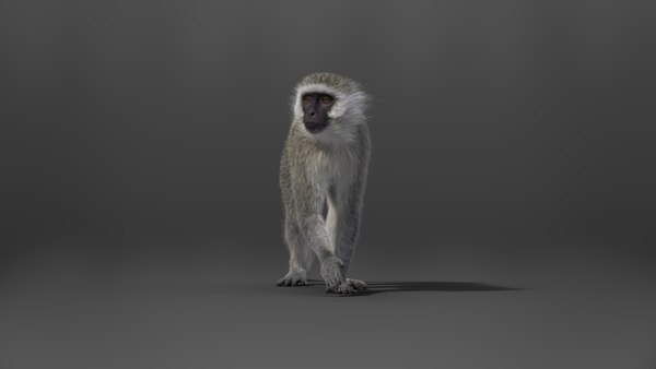 modelo 3d Vervet Monkey Animation - TurboSquid 2075694
