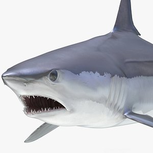 3D shortfin mako shark rigged