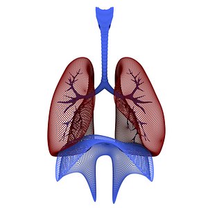 Human Respiratory System