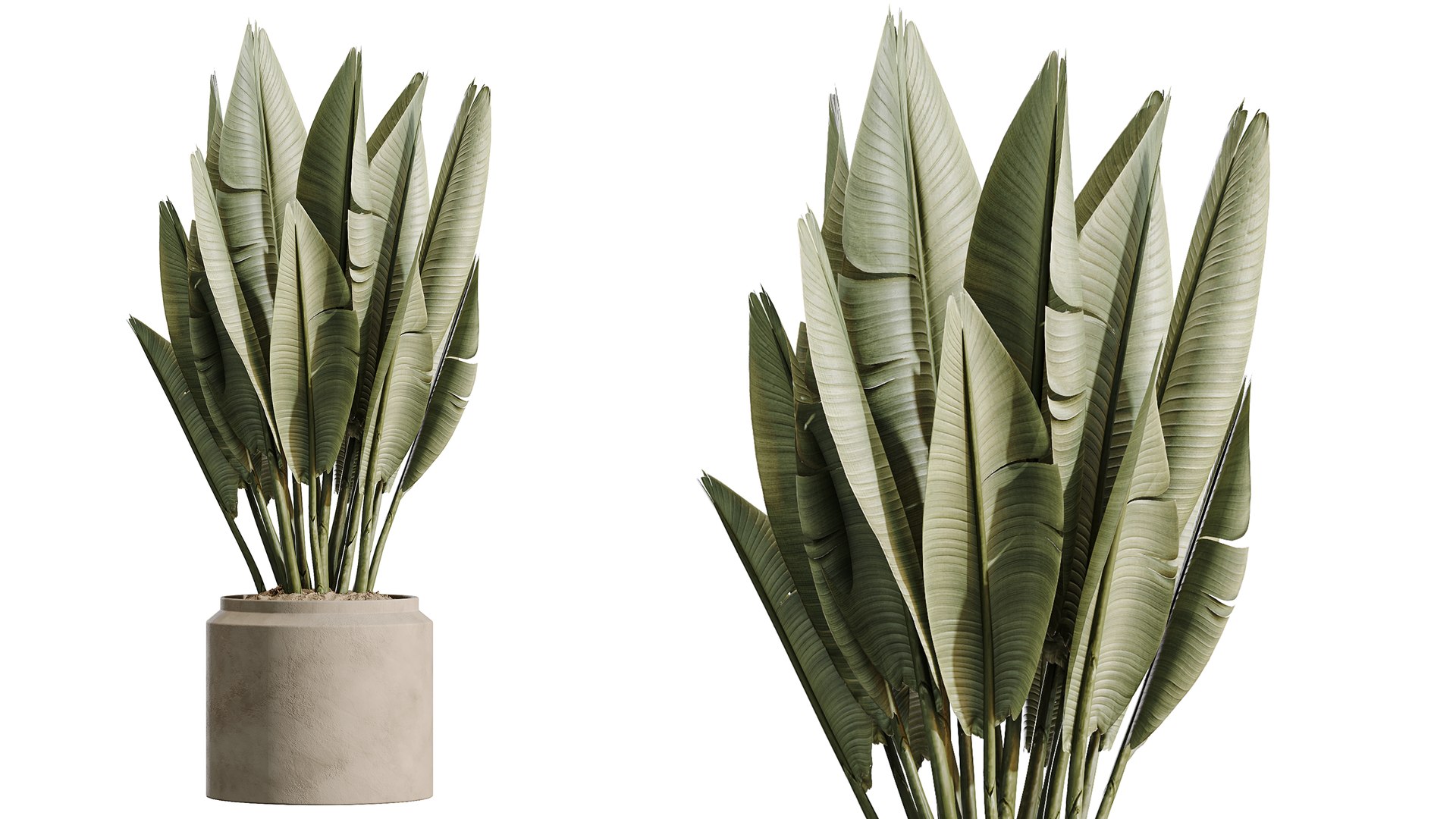 AV Indoor Plants Set 549 Orange Tree Banana Olive Spineless Yucca 3D ...