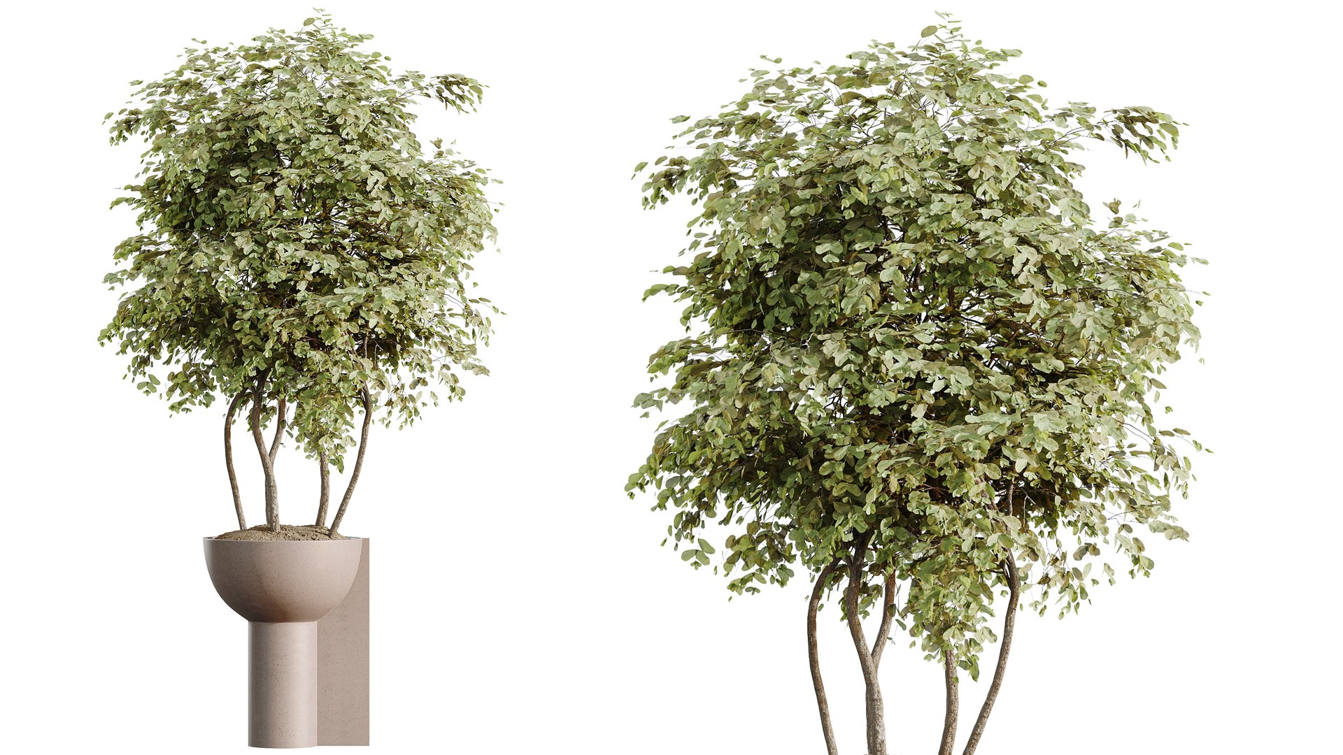 AV Indoor Plants Set 549 Orange Tree Banana Olive Spineless Yucca 3D ...