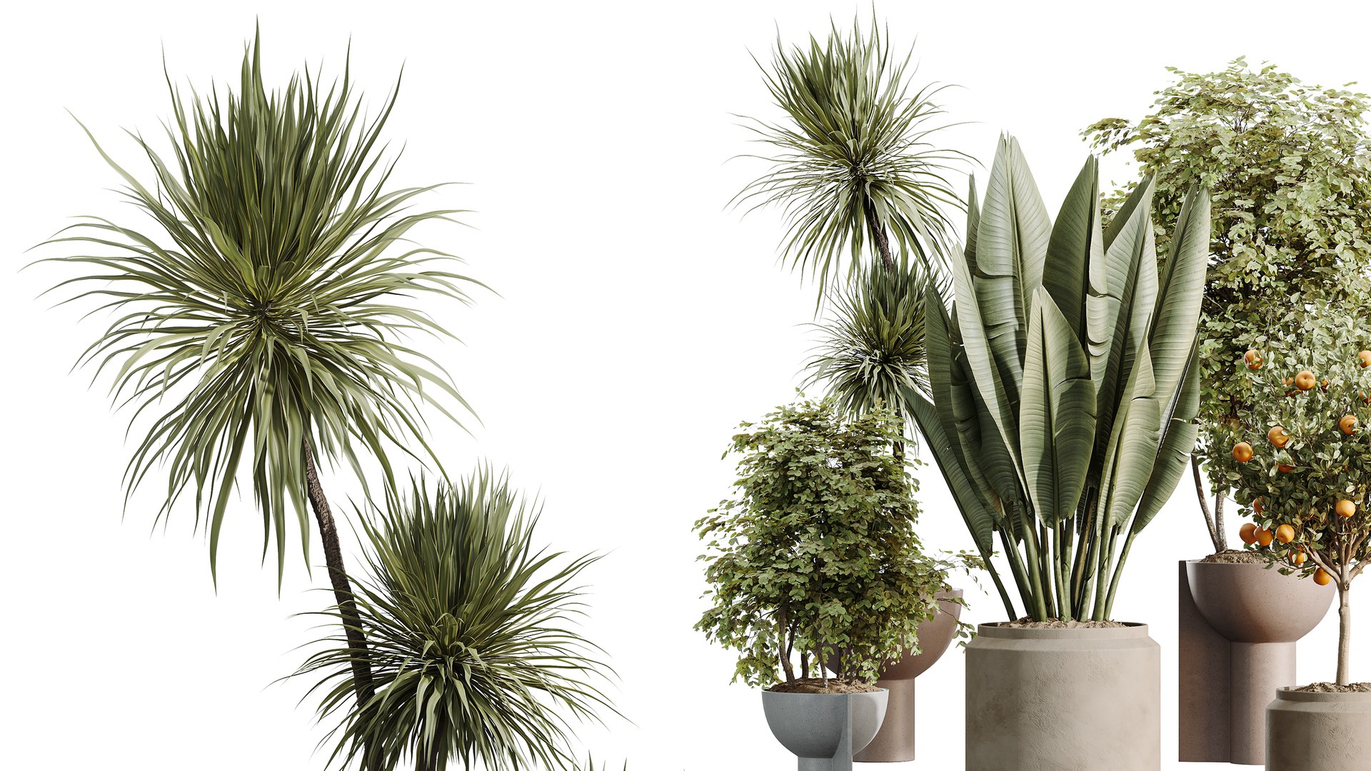AV Indoor Plants Set 549 Orange Tree Banana Olive Spineless Yucca 3D ...