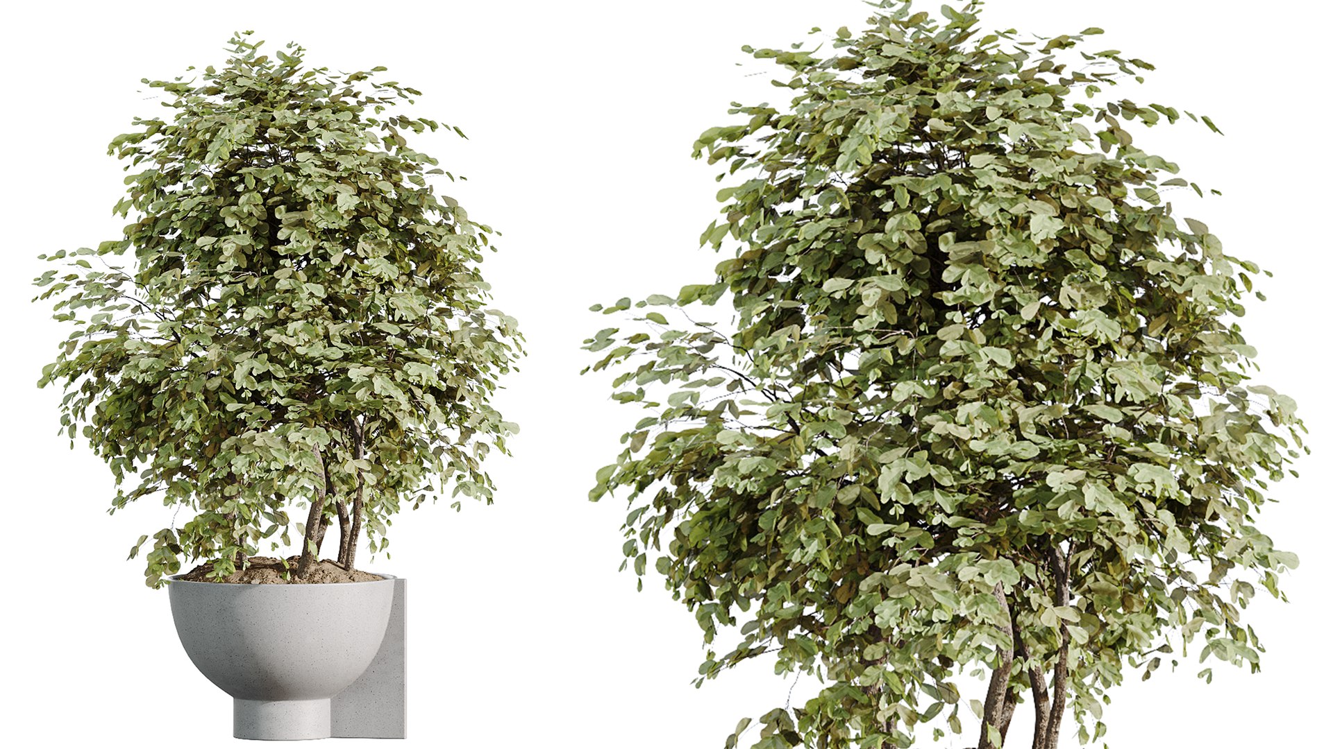 AV Indoor Plants Set 549 Orange Tree Banana Olive Spineless Yucca 3D ...