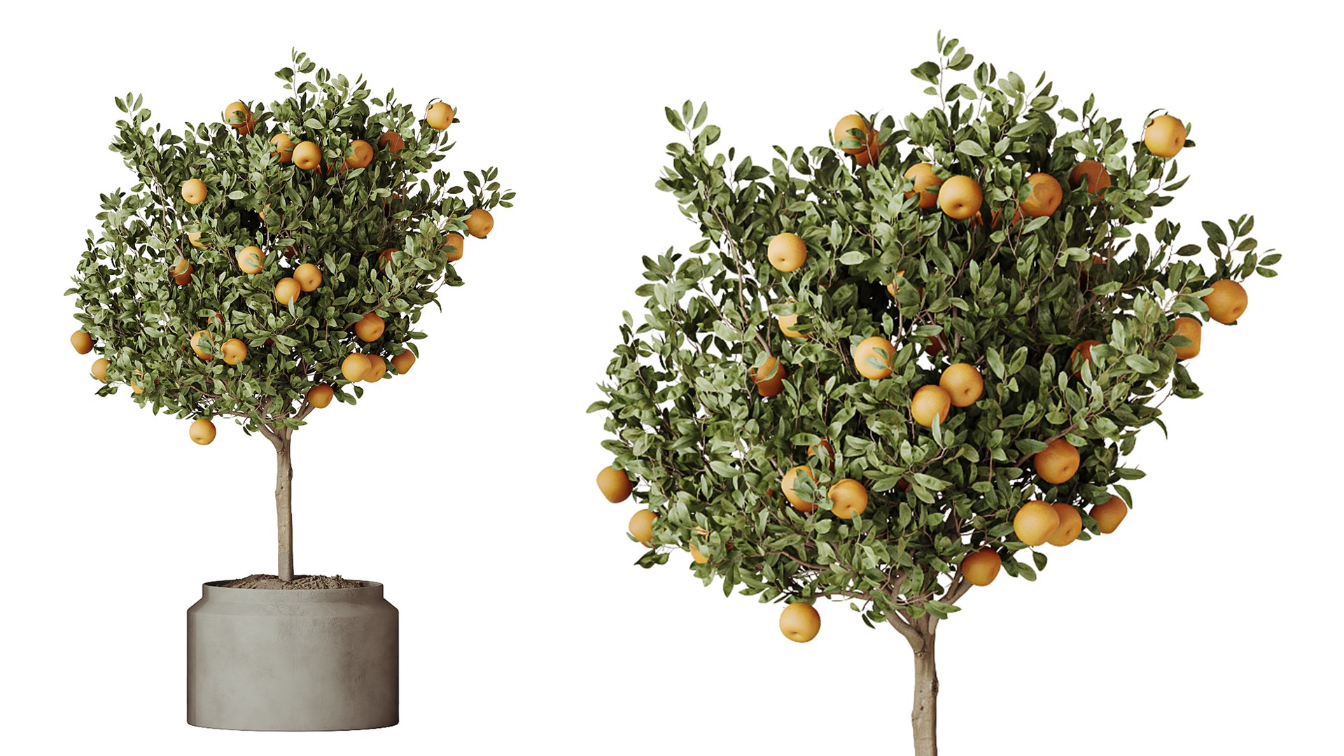 AV Indoor Plants Set 549 Orange Tree Banana Olive Spineless Yucca 3D ...