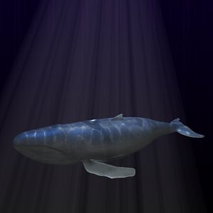 whale3
