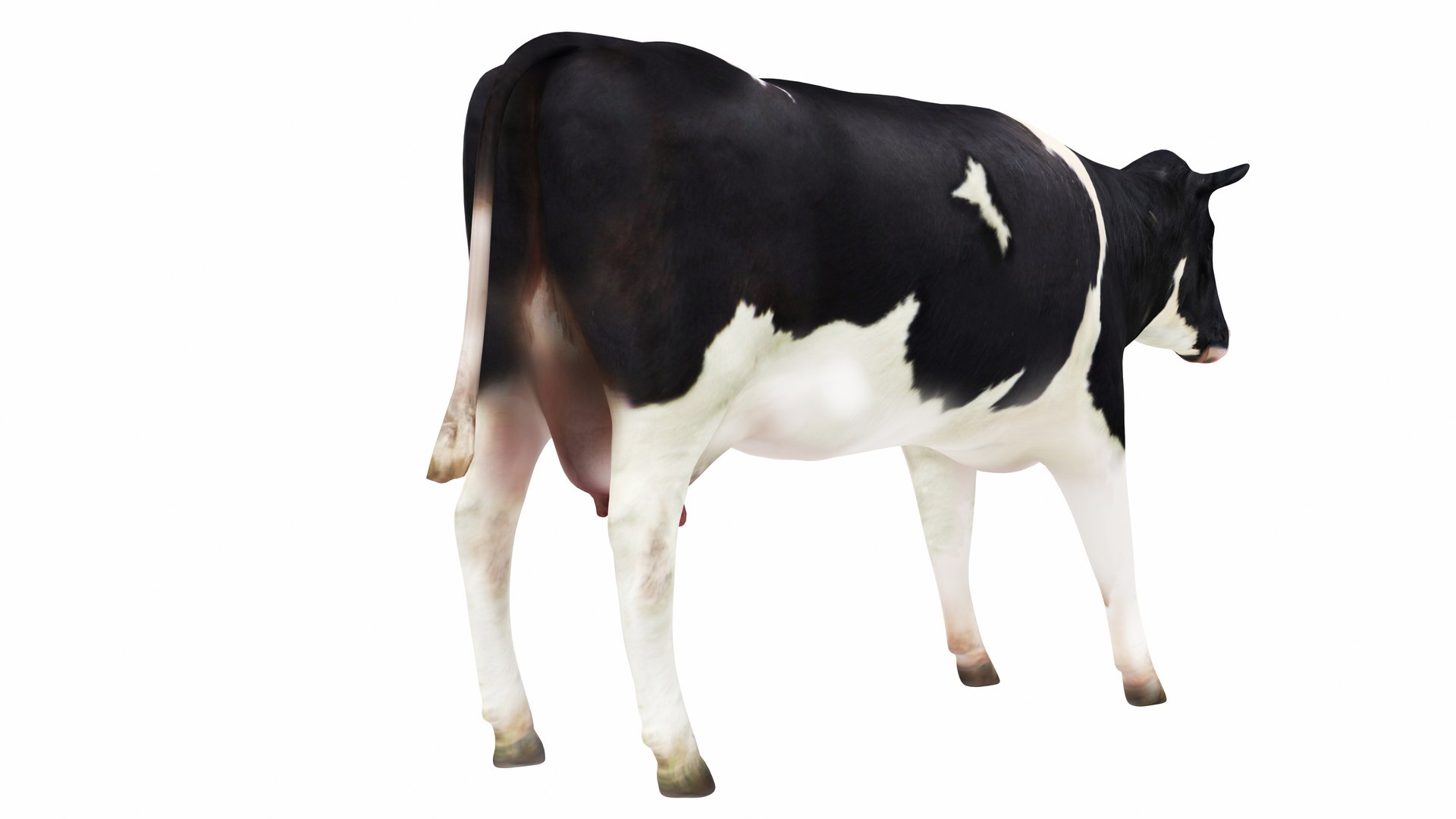 Dairy Cow 3 3D model https://p.turbosquid.com/ts-thumb/bL/xJvuoZ/1i/cow32/jpg/1665595124/1920x1080/fit_q87/8b1302fe1272130a1e8639fc49422d2cc9b93146/cow32.jpg