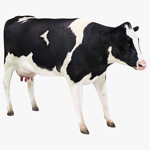 Dairy Cow 3 3D model