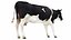 Dairy Cow 3
