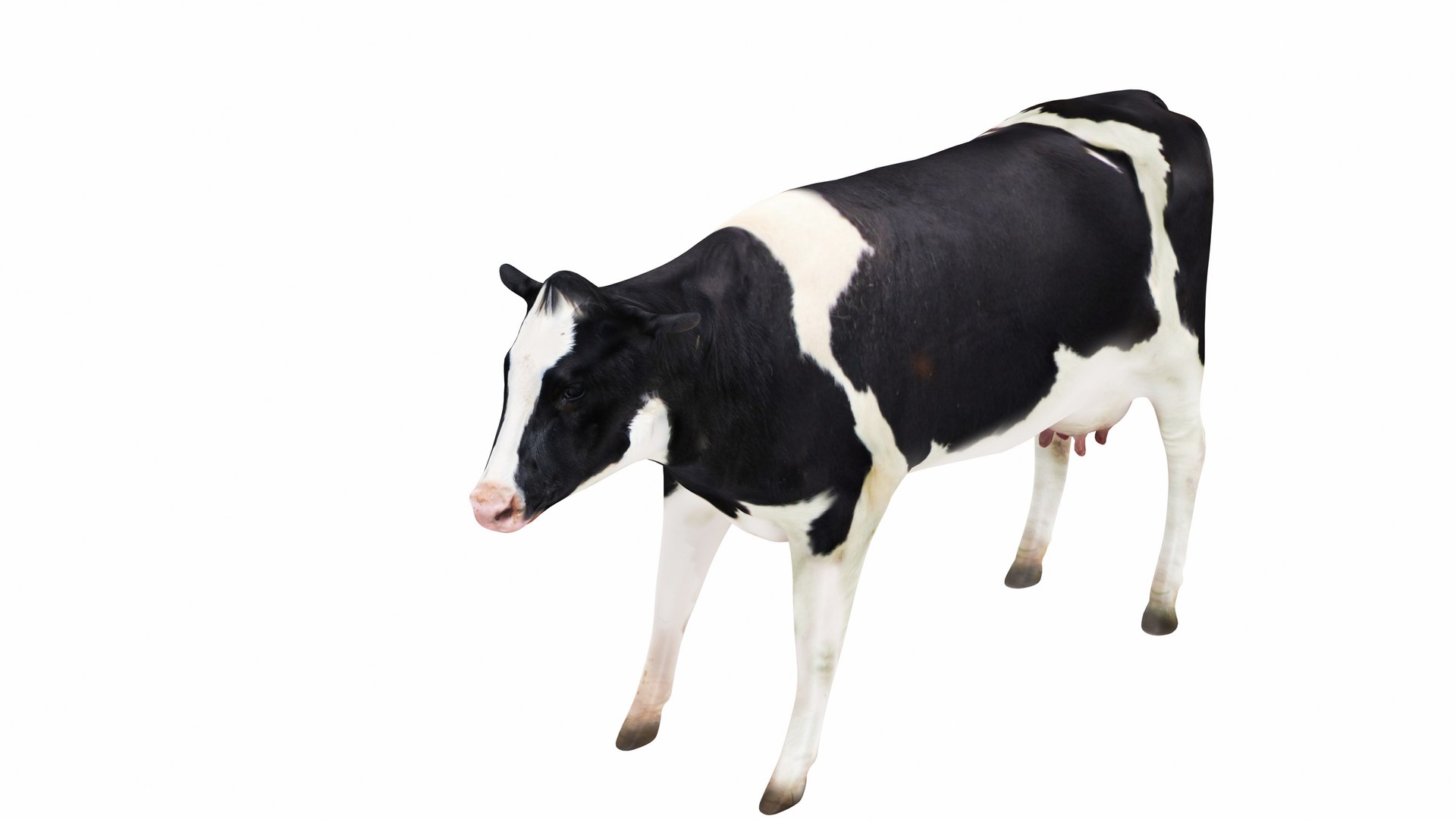 Dairy Cow 3 3D model https://p.turbosquid.com/ts-thumb/bL/xJvuoZ/qO/cow35/jpg/1665595158/1920x1080/fit_q87/c456eb038411e7bfc25994f217713948a0fdcb8d/cow35.jpg