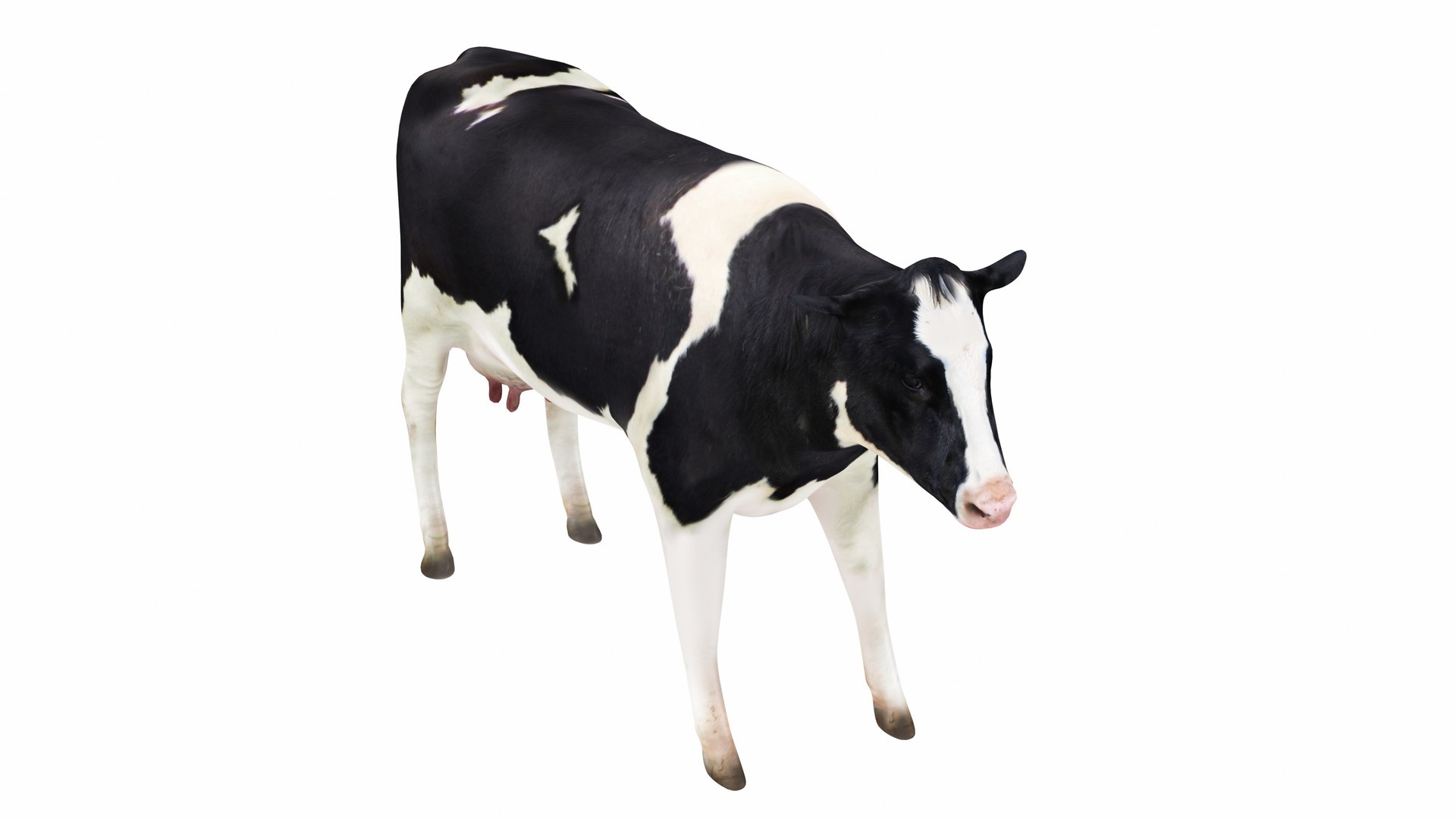 Dairy Cow 3 3D model https://p.turbosquid.com/ts-thumb/bL/xJvuoZ/ud/cow36/jpg/1665595168/1920x1080/fit_q87/3dc9c31c648c883963863943bde1d1cfe7d70a8f/cow36.jpg
