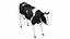 Dairy Cow 3