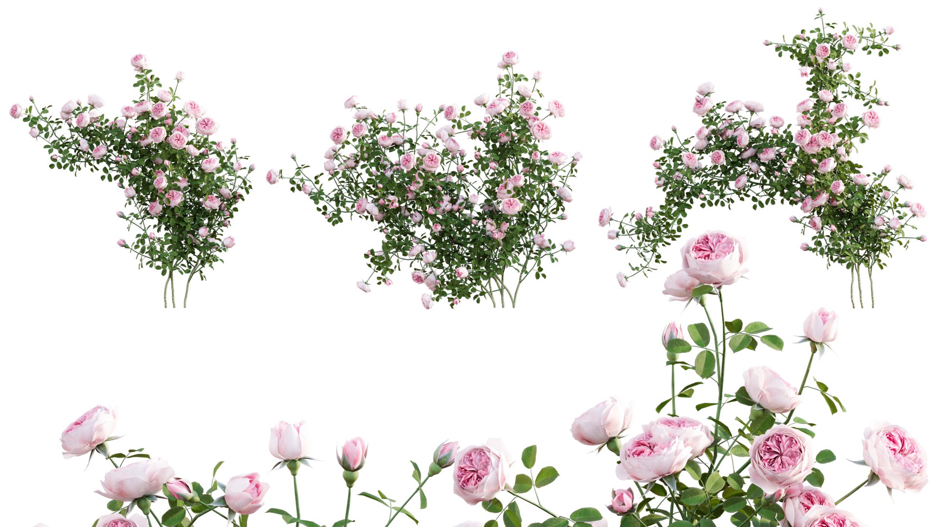 3D Rosa Eden Climbing - Rose 01 Model - TurboSquid 1781688