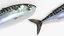 Pesce Sgombro inattivo sulla terraferma animato truccato per Blender