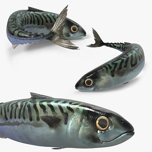 Fish Mackerel Idle on Land Animated Rigged For Blender 3D