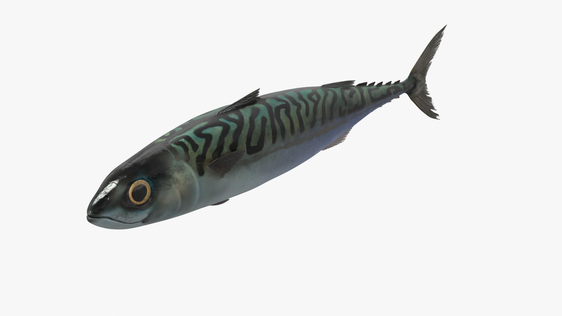 Fish Mackerel Idle on Land Animated Rigged For Blender 3D https://p.turbosquid.com/ts-thumb/bM/GsgZ6E/m5/fish_mackerel_idle_on_land_animated_rigged_for_blender_360/jpg/1770753123/1920x1080/turn_fit_q99/21e90776513f98932dcce39d88a9cfd754eaf8ab/fish_mackerel_idle_on_land_animated_rigged_for_blender_360-1.jpg