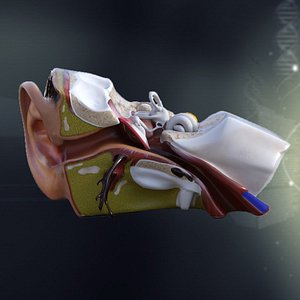 human ear anatomy max