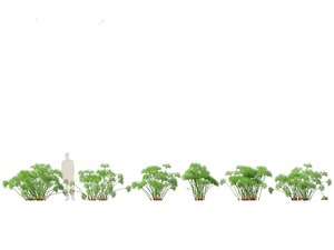3D Cyperus papyrus - Bulrush 02