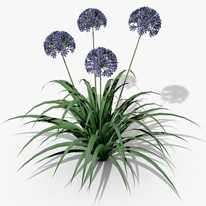 Agapanthus africanus