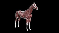 Horse Anatomy