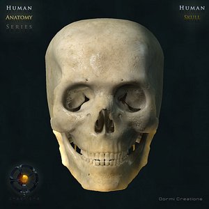 Extremely Realistic Skull
