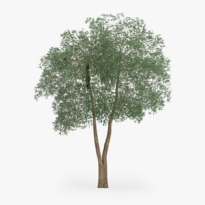 Yellow Birch Tree 13.1m