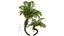 New Plant High detail Alsophila Spinulosa Fern 3D