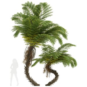 New Plant High detail Alsophila Spinulosa Fern 3D
