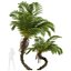 New Plant High detail Alsophila Spinulosa Fern 3D