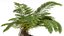 New Plant High detail Alsophila Spinulosa Fern 3D
