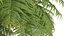 New Plant High detail Alsophila Spinulosa Fern 3D
