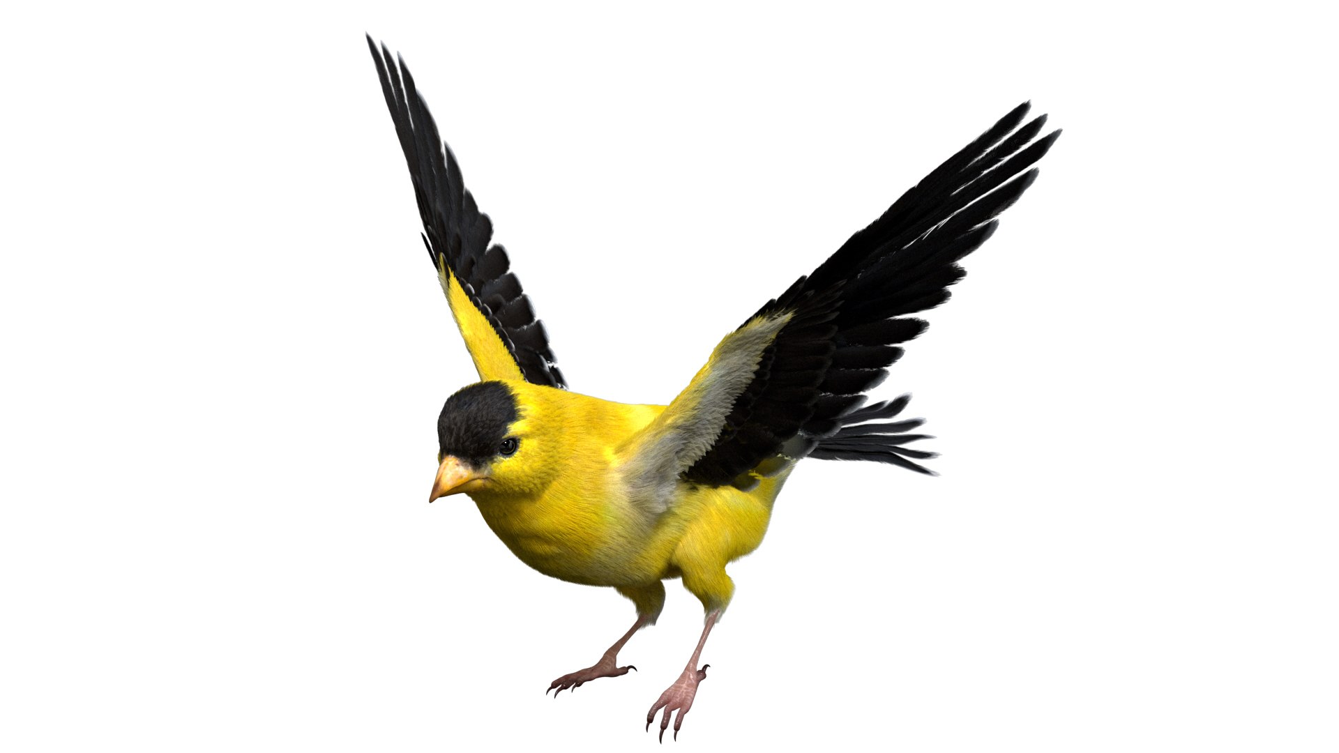 Rigging goldfinch fur anatomy 3D - TurboSquid 1522985