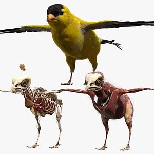 rigging goldfinch fur anatomy 3D