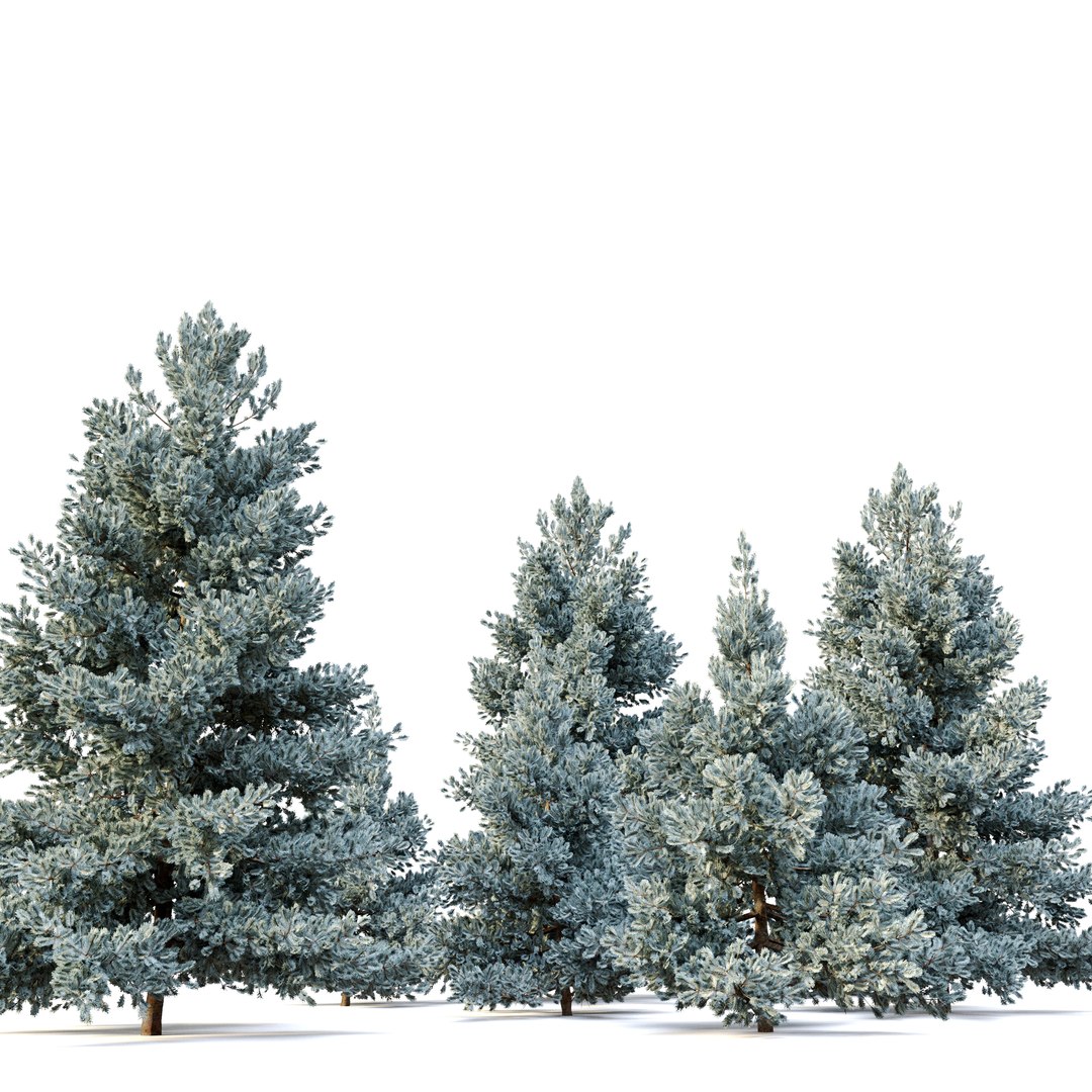 3D Norway Blue Spruce - TurboSquid 1948480