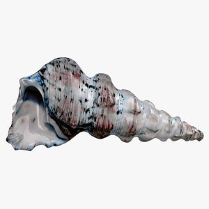 sea shell 2 blue model