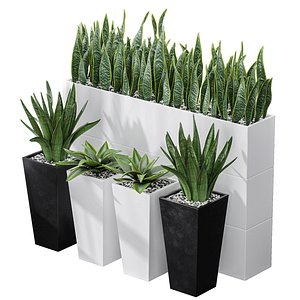 Partition Office Plants Sanseveria Snake Air Purifying 3D model