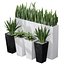 Partition Office Plants Sanseveria Snake Air Purifying 3D model