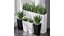 Partition Office Plants Sanseveria Snake Air Purifying 3D model