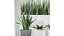 Partition Office Plants Sanseveria Snake Air Purifying 3D model