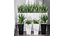 Partition Office Plants Sanseveria Snake Air Purifying 3D model