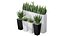 Partition Office Plants Sanseveria Snake Air Purifying 3D model