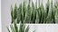 Partition Office Plants Sanseveria Snake Air Purifying 3D model