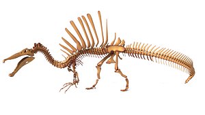 Spinosaurus Skeleton Fully Rigged Prehistoric Predator 3D model